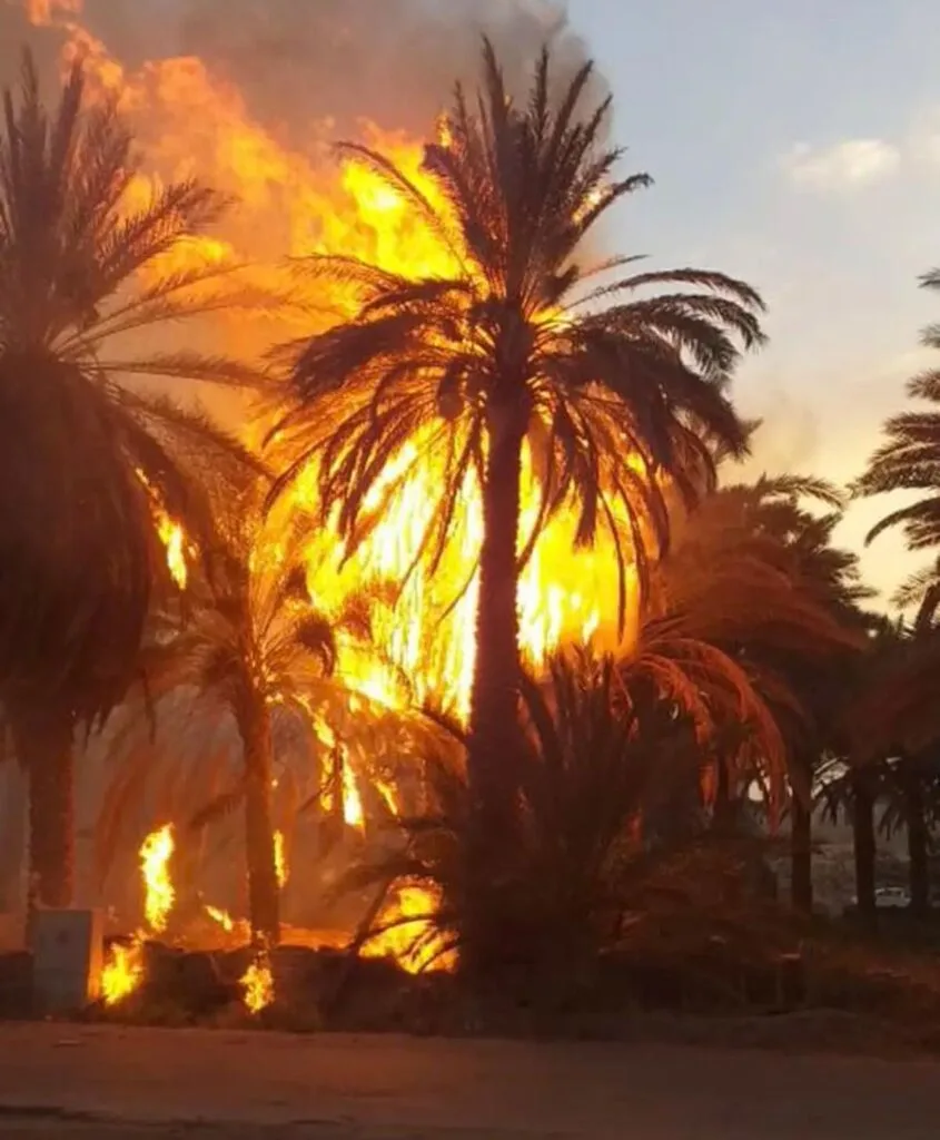 سوختن هزاران نخل در عبادان؛ ترکیب بحران آب، نیشکر و بیتوجهی